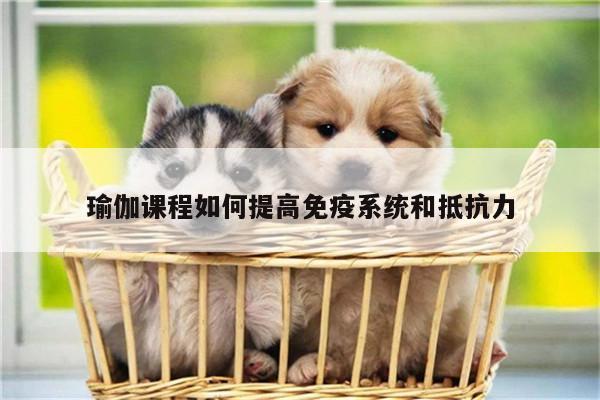 瑜伽课程如何提高免疫系统和抵抗力