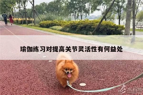 瑜伽练习对提高关节灵活性有何益处